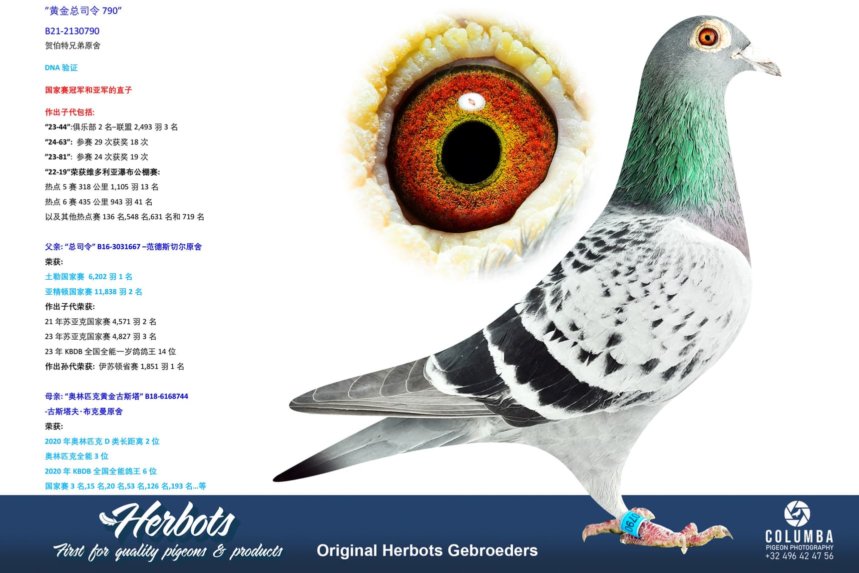 pigeon: undefined