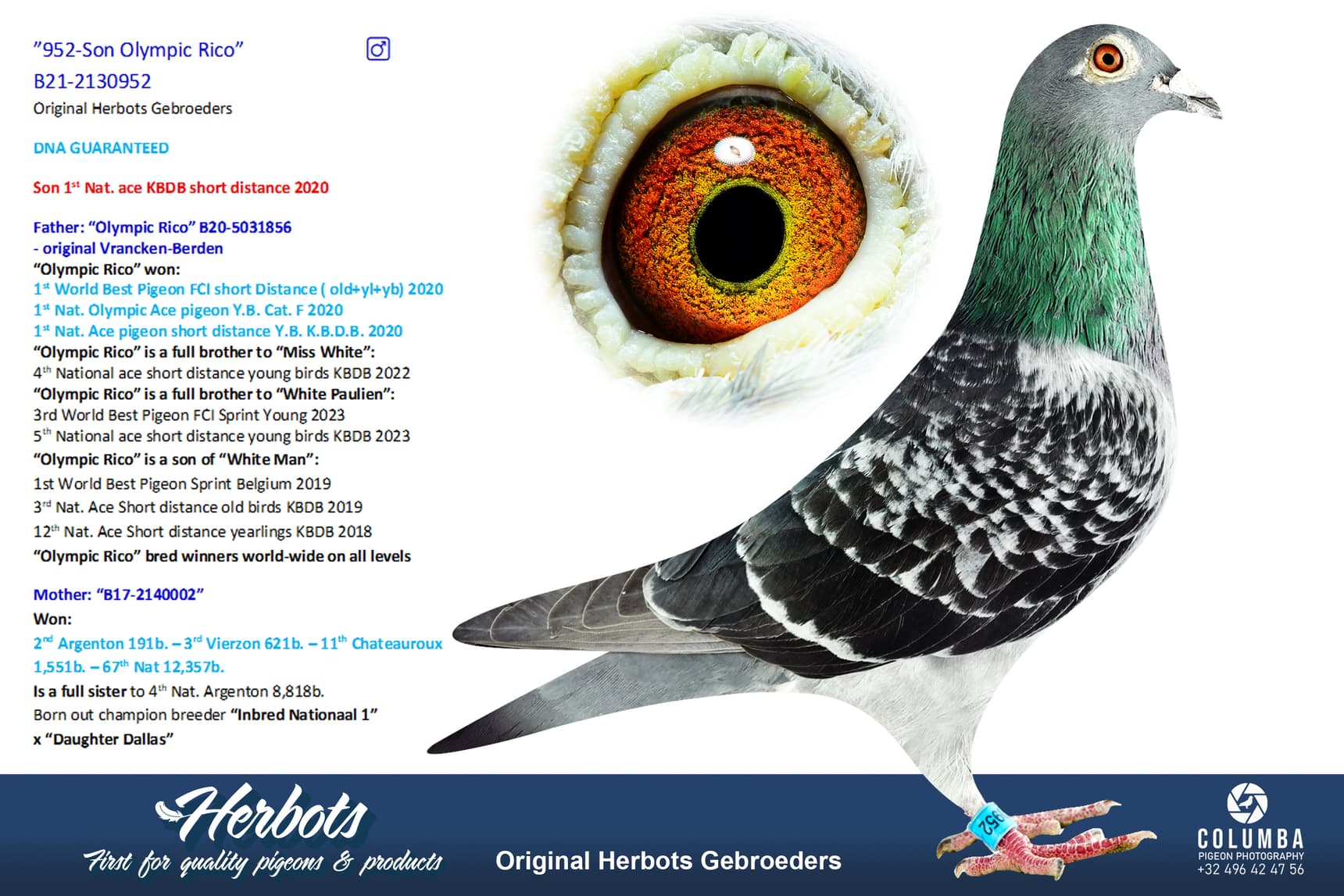 pigeon: undefined