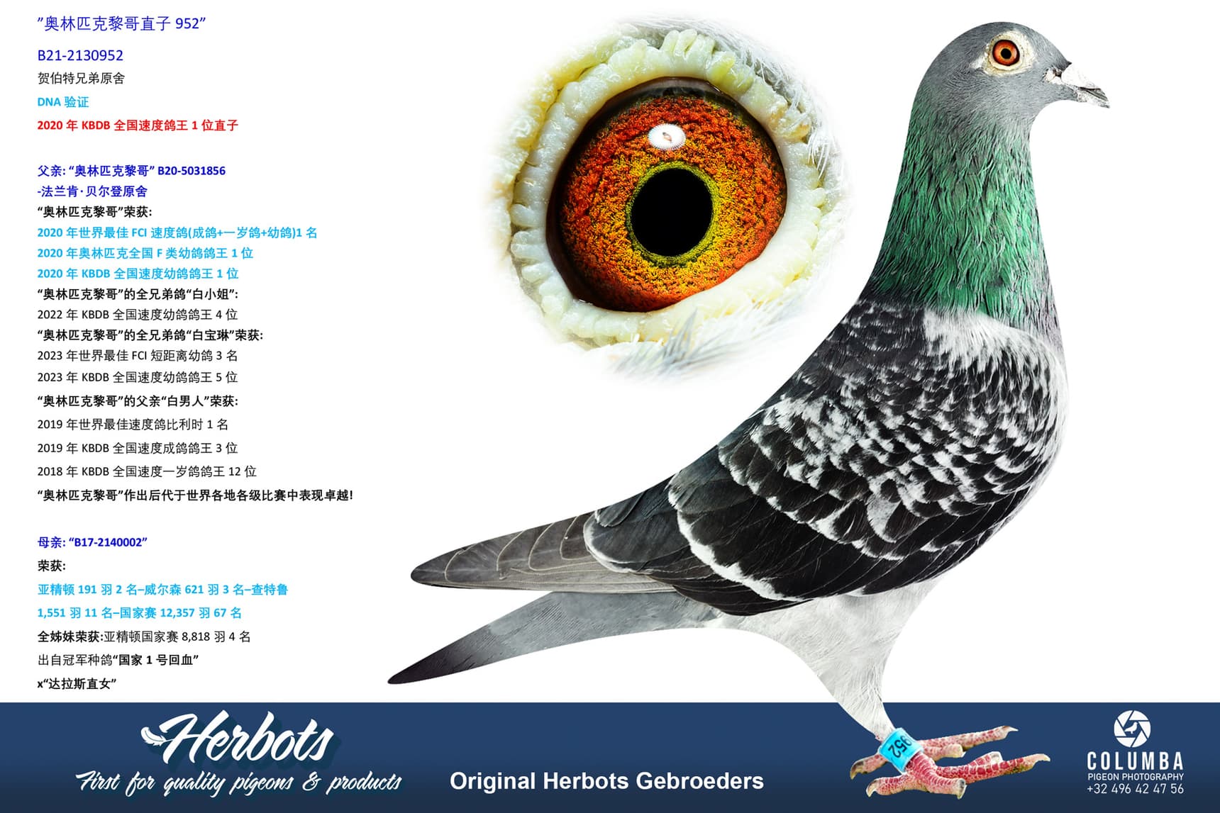 pigeon: undefined