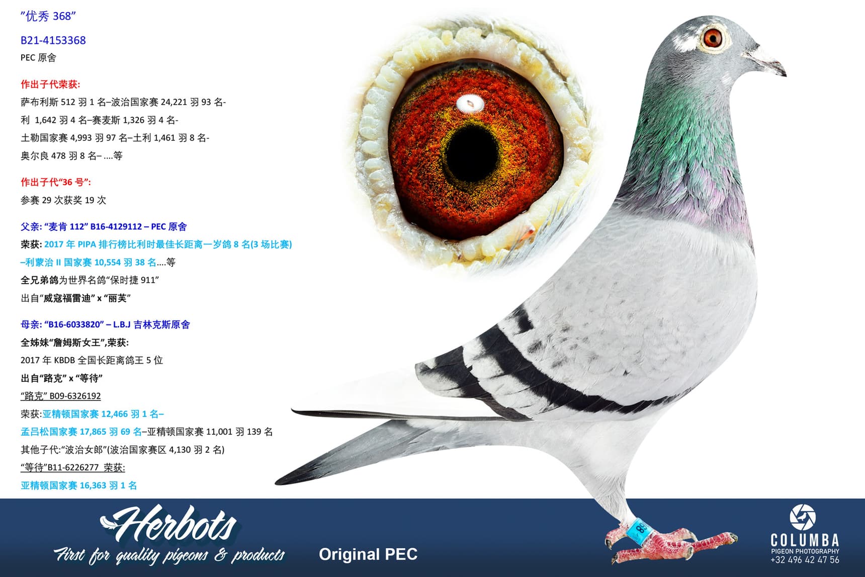 pigeon: undefined