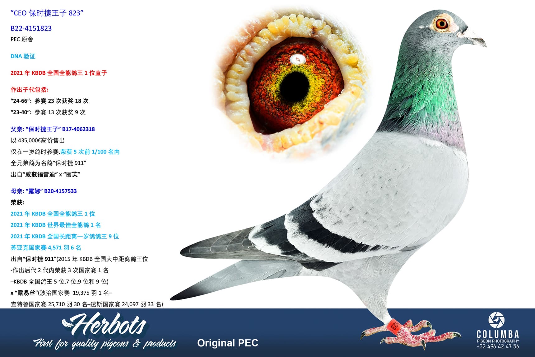 pigeon: undefined