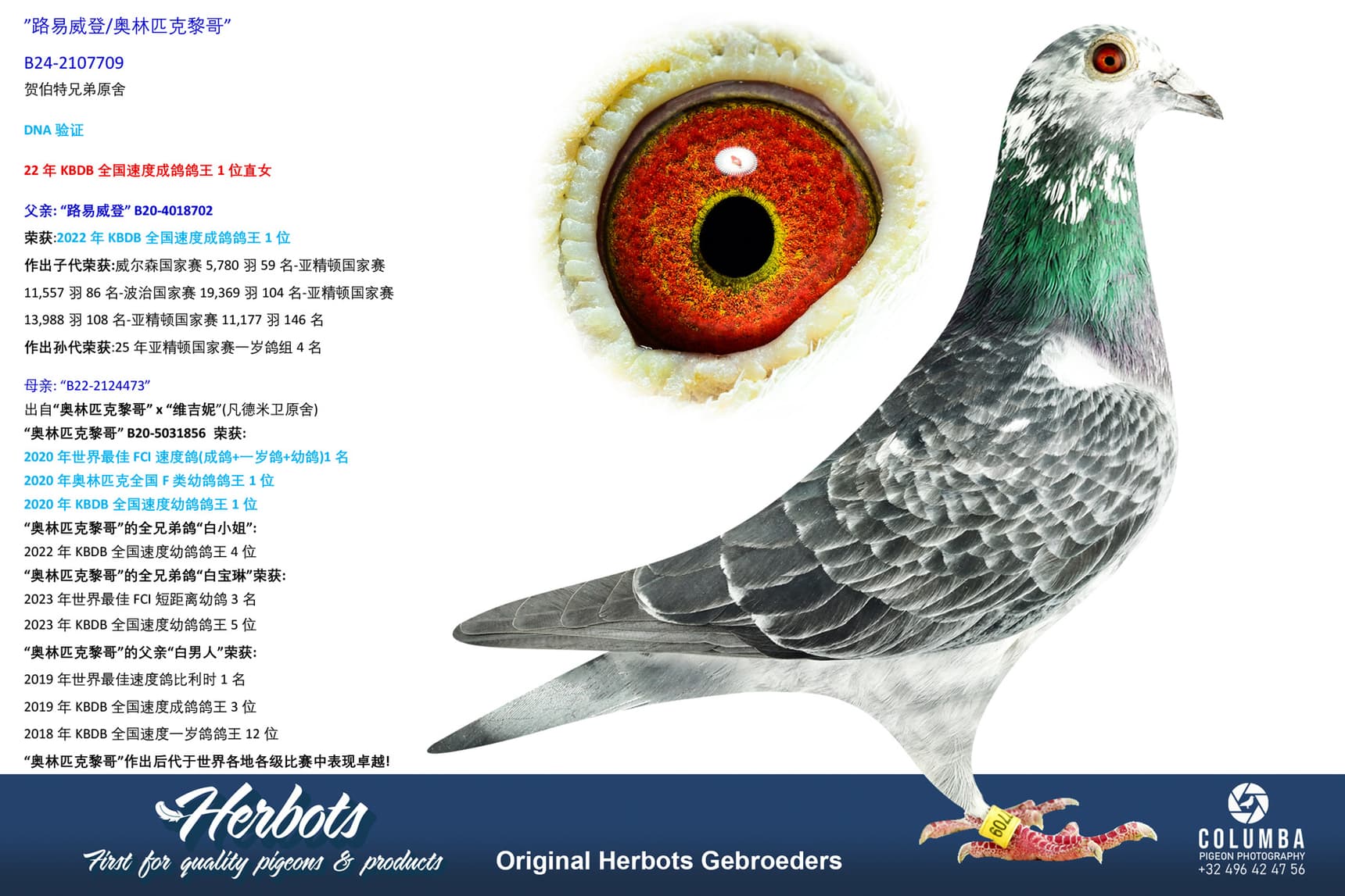 pigeon: undefined