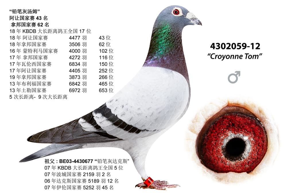pigeon: undefined