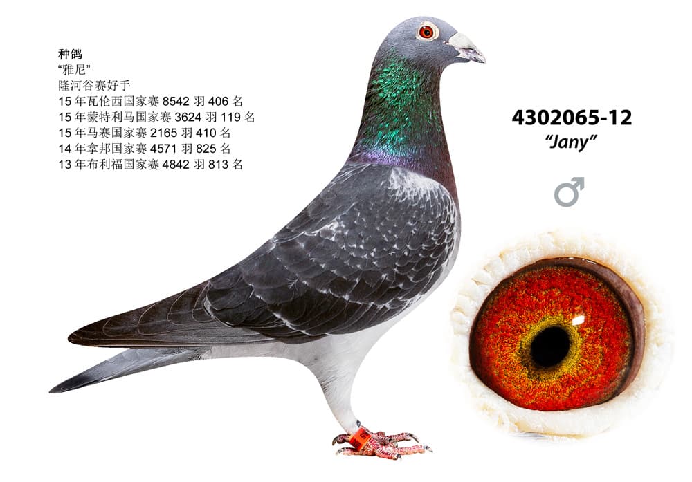 pigeon: undefined
