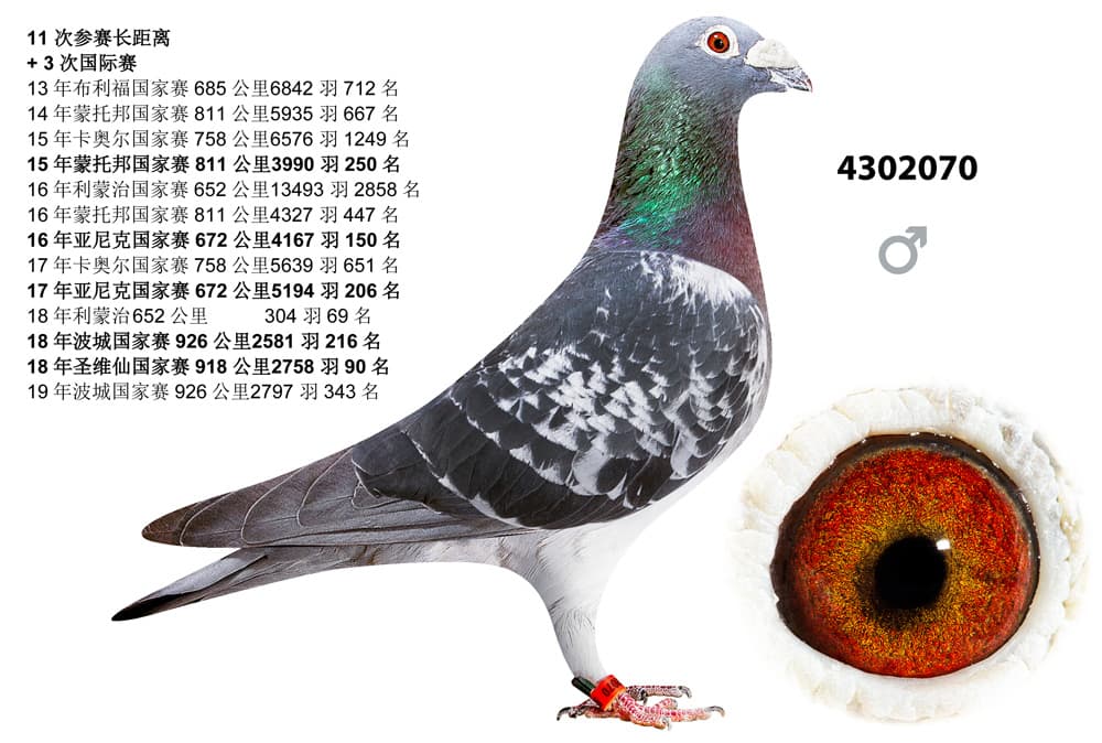 pigeon: undefined
