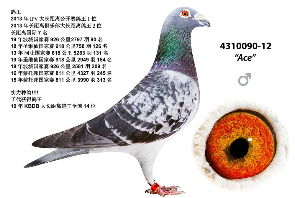 pigeon: undefined