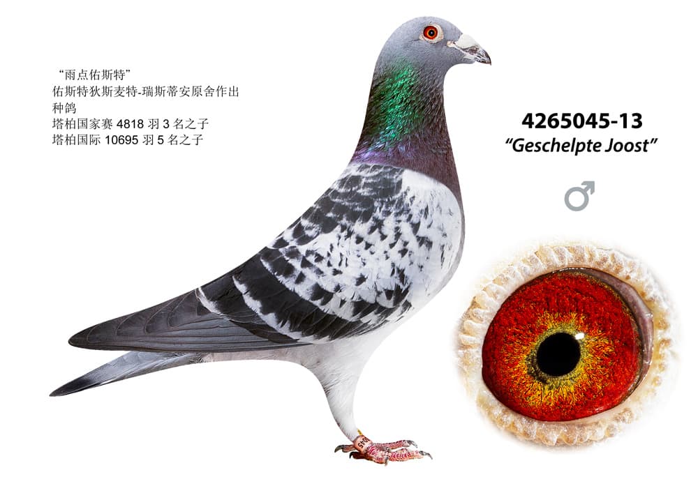 pigeon: undefined