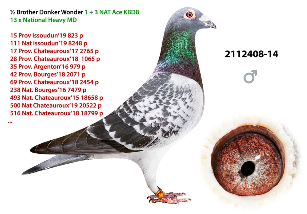 pigeon: undefined