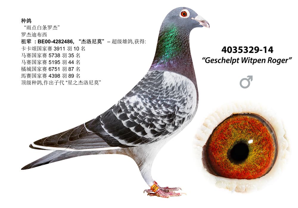 pigeon: undefined