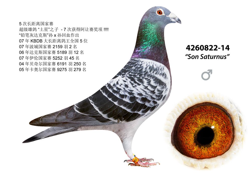 pigeon: undefined