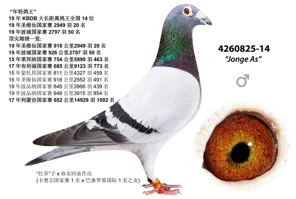 pigeon: undefined