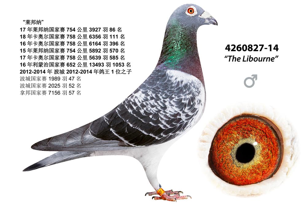 pigeon: undefined