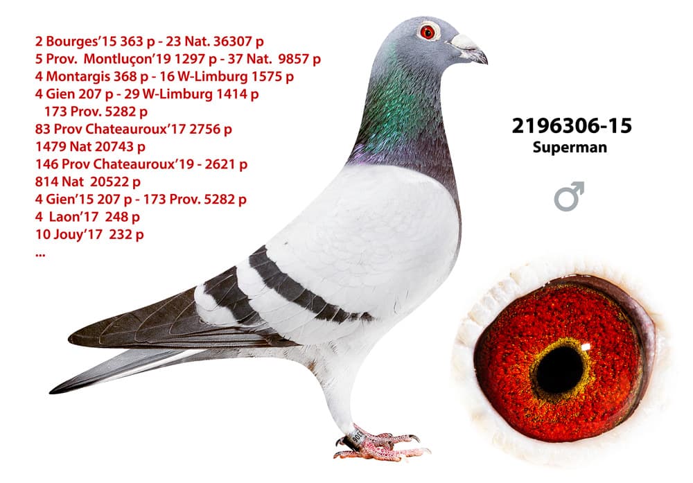 pigeon: undefined