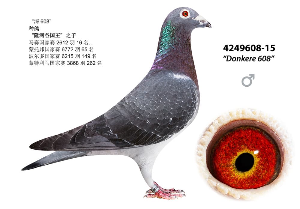 pigeon: undefined