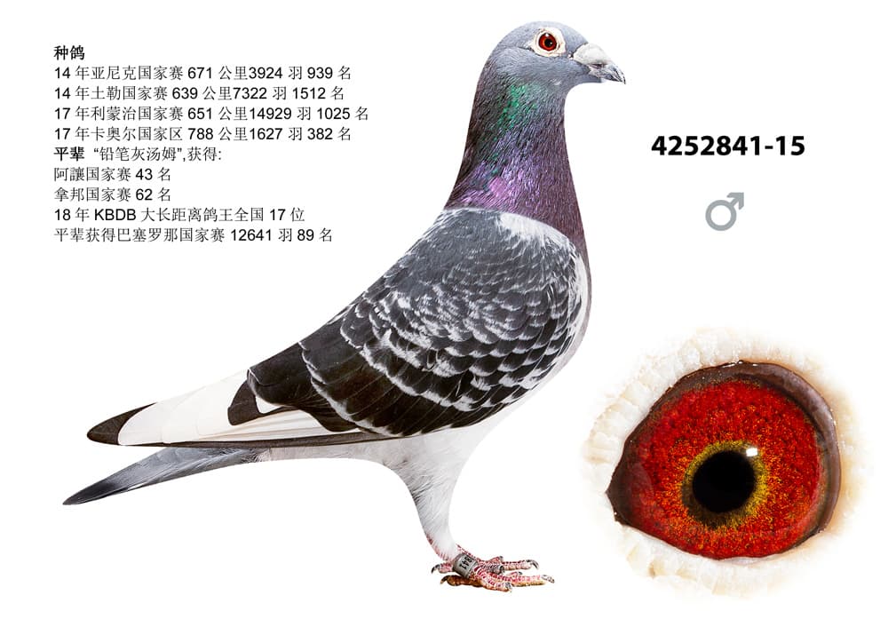 pigeon: undefined