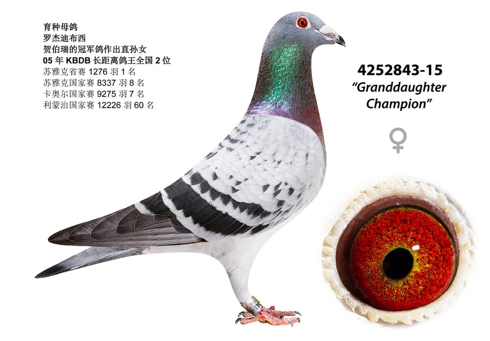 pigeon: undefined