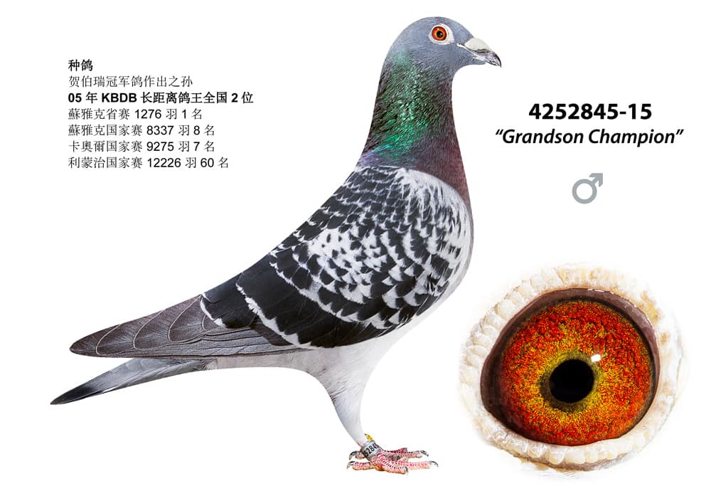 pigeon: undefined
