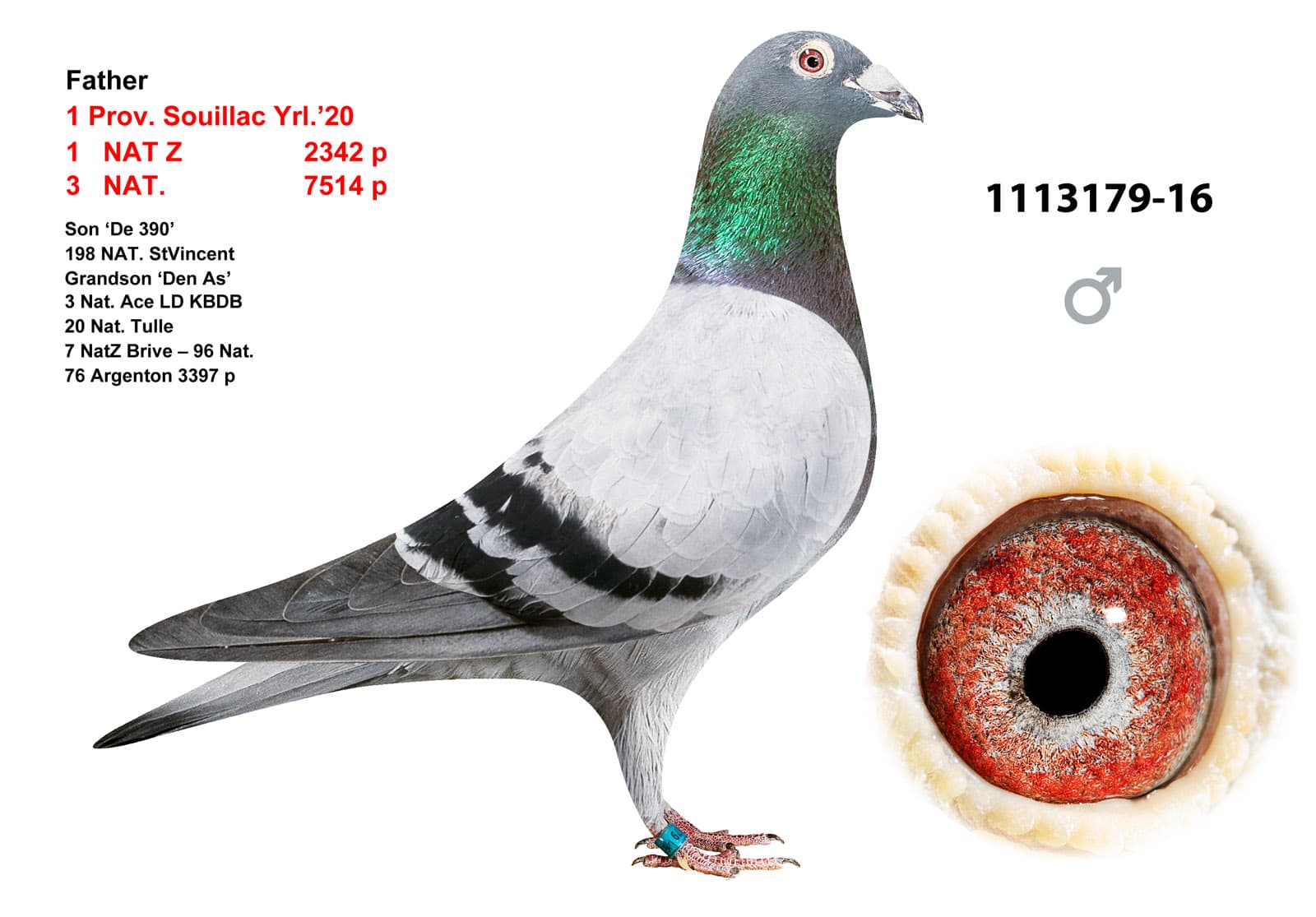 pigeon: undefined