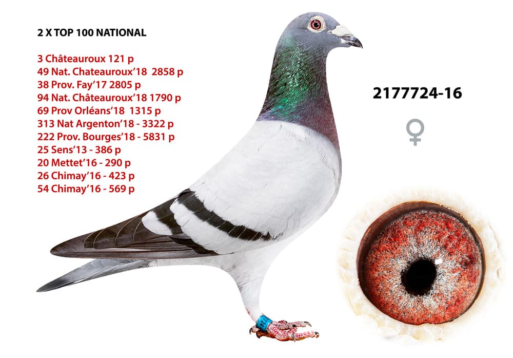 pigeon: undefined