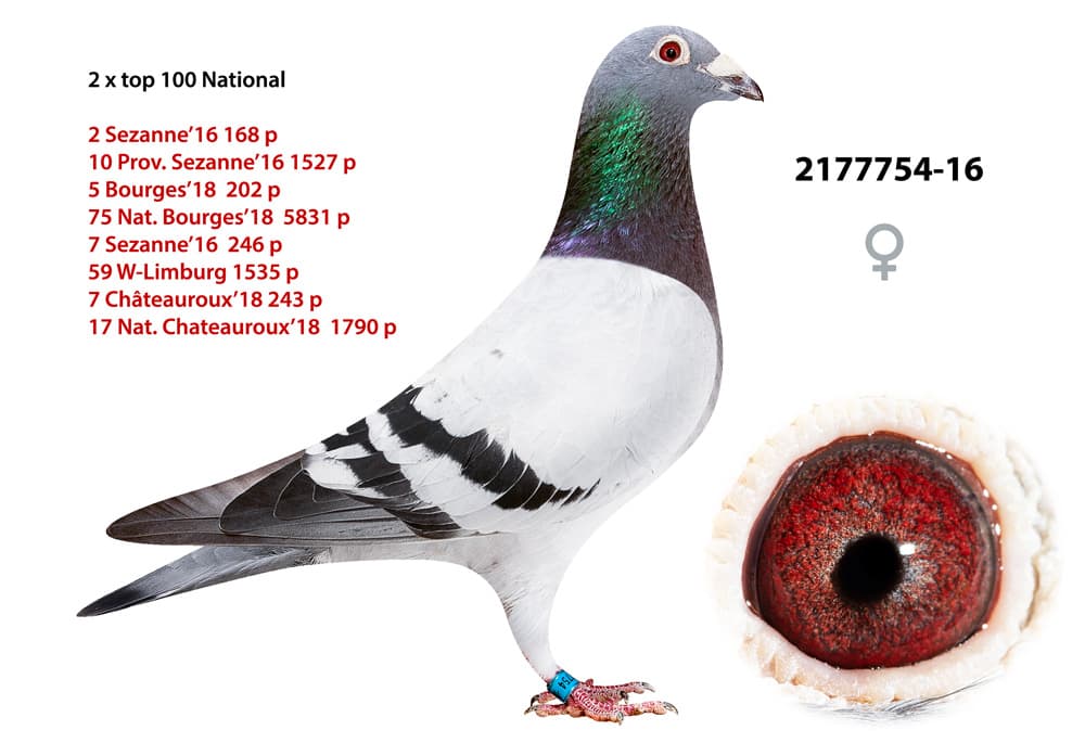 pigeon: undefined