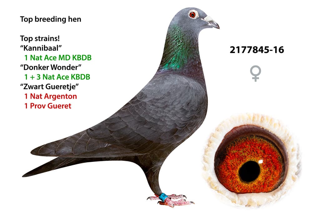 pigeon: undefined