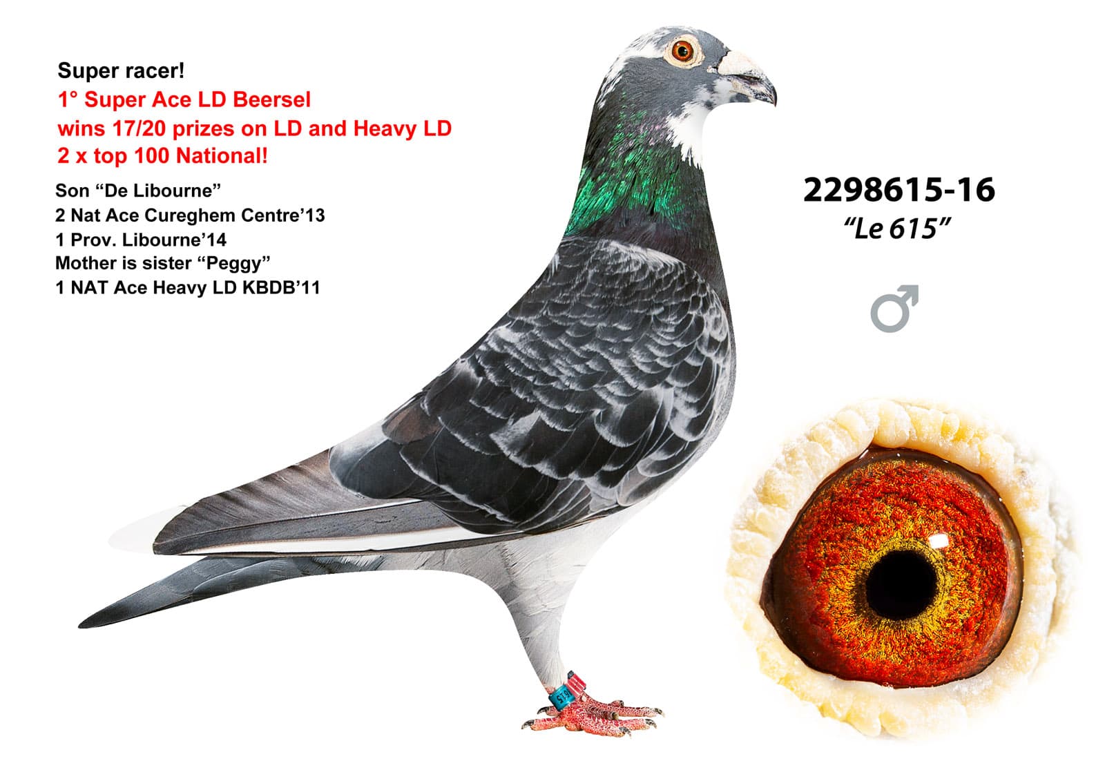 pigeon: undefined