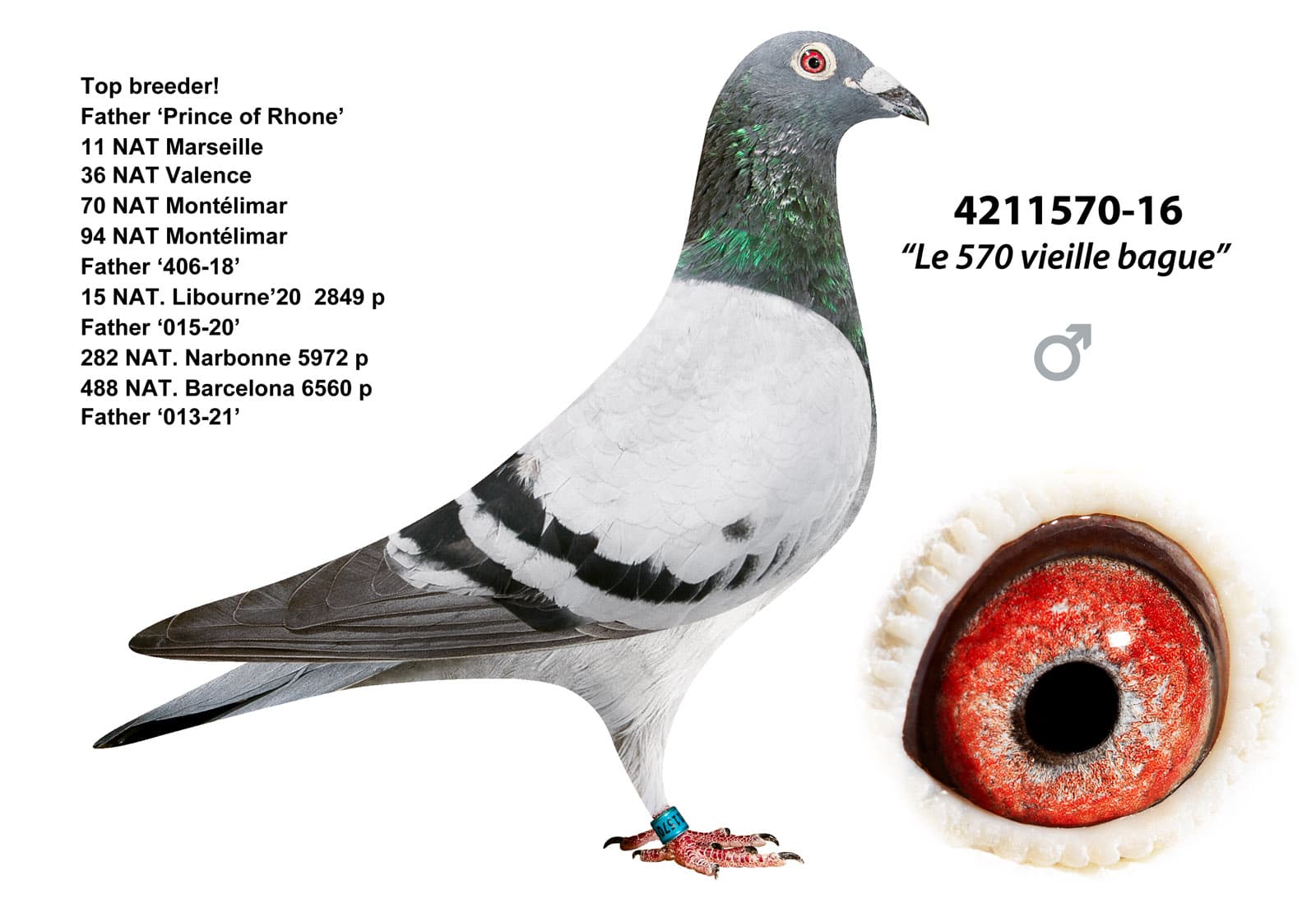 pigeon: undefined