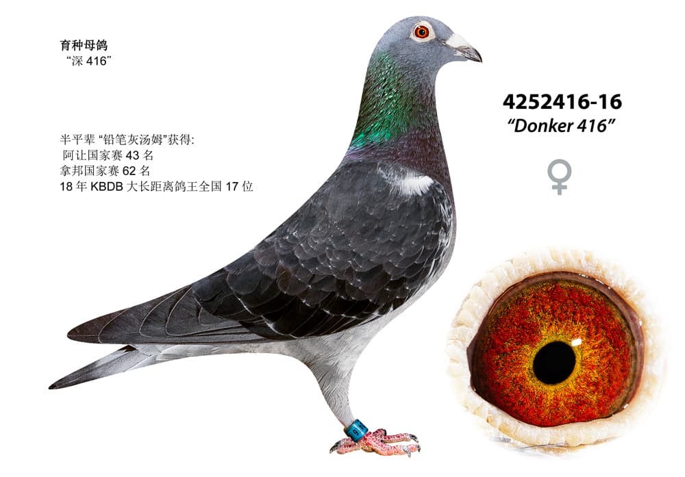 pigeon: undefined