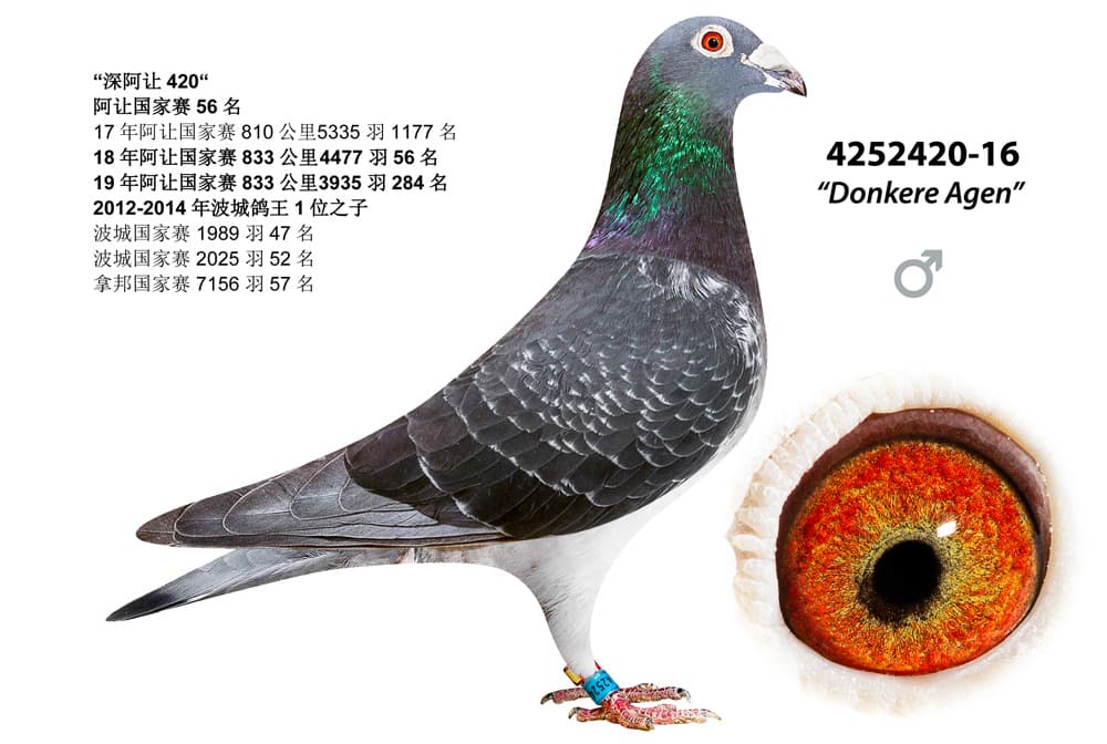 pigeon: undefined