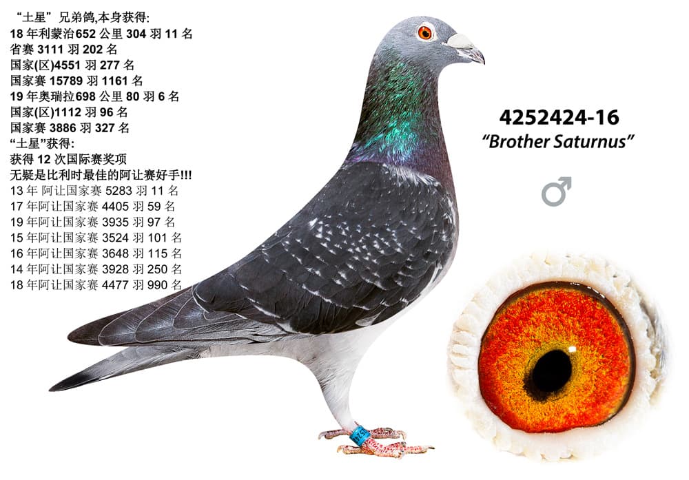 pigeon: undefined