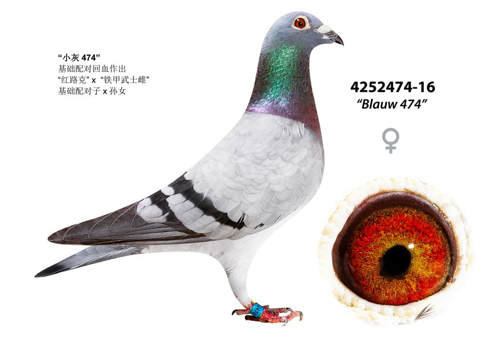 pigeon: undefined