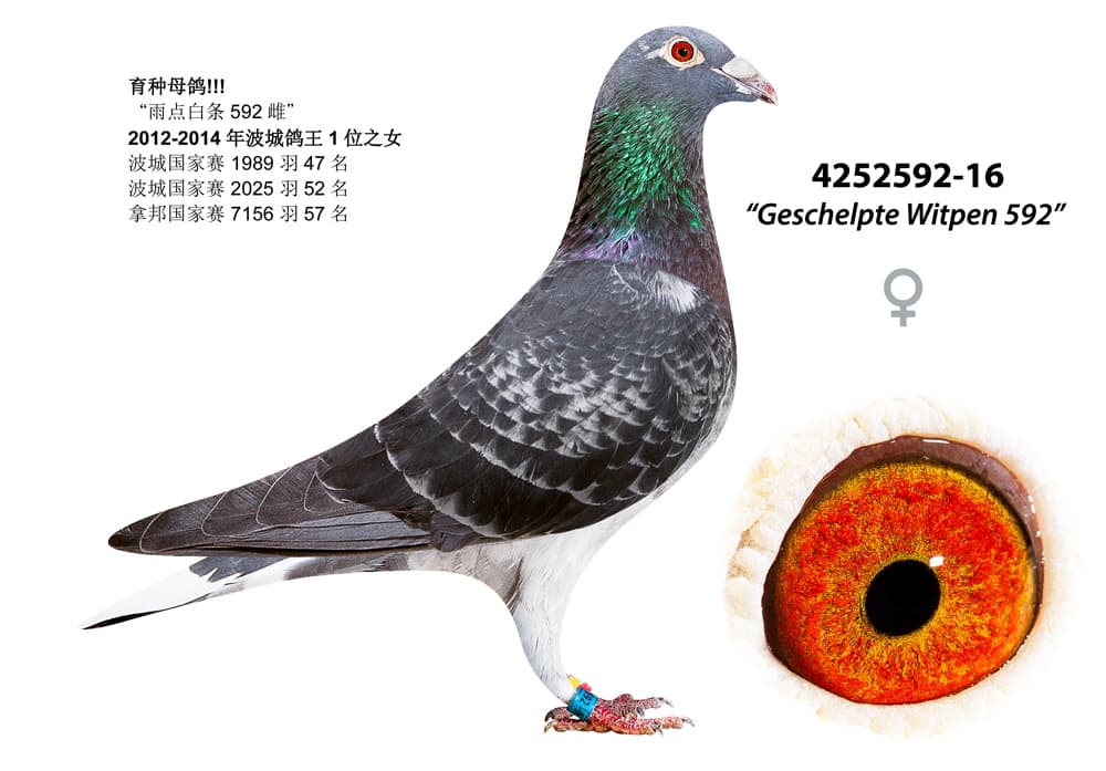 pigeon: undefined