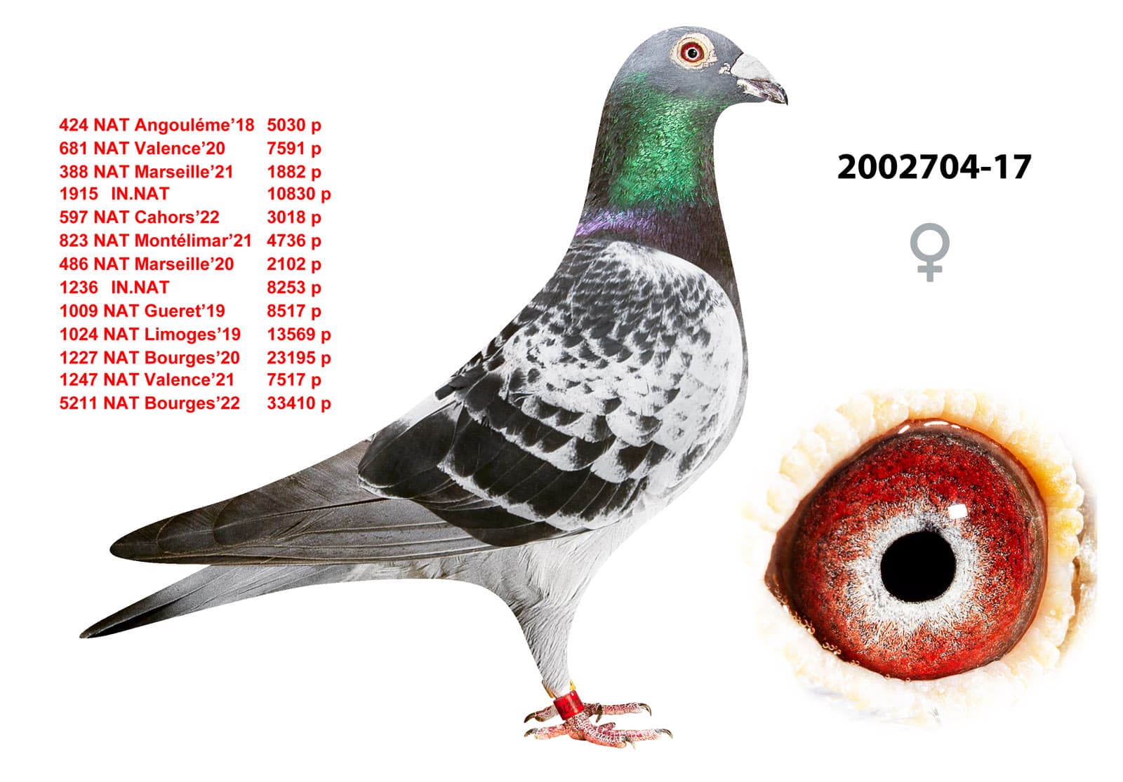 pigeon: undefined