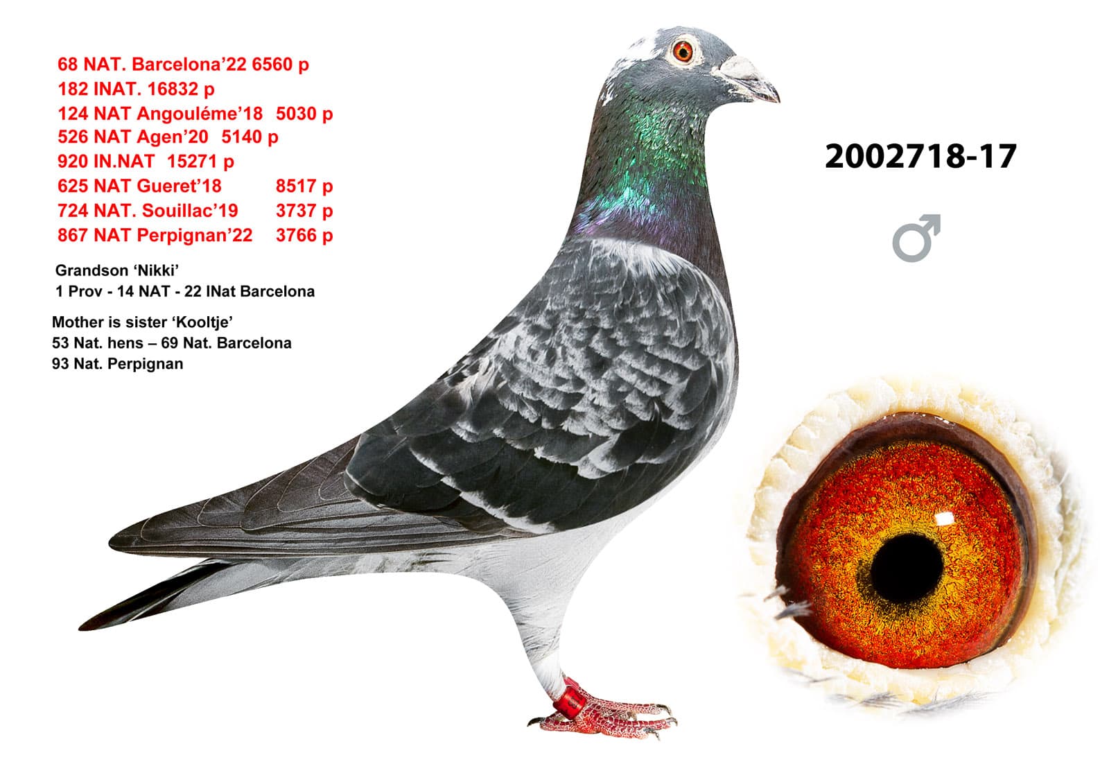 pigeon: undefined