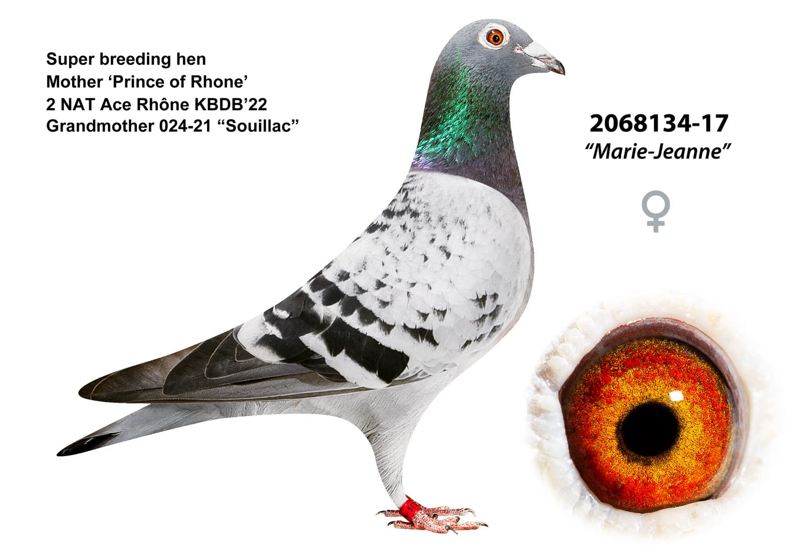 pigeon: undefined