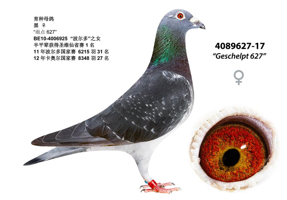 pigeon: undefined