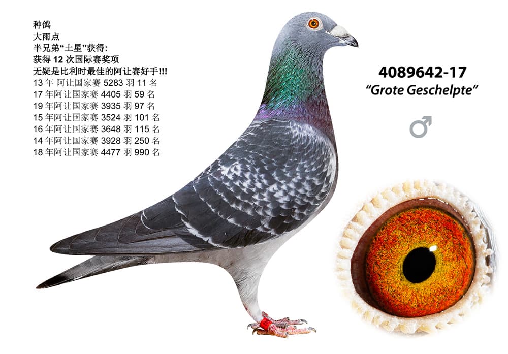 pigeon: undefined