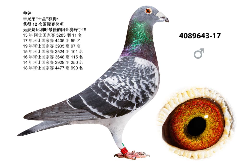 pigeon: undefined