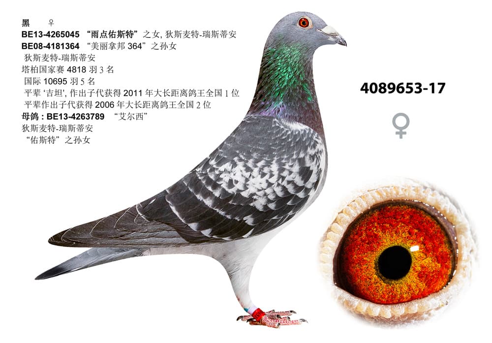 pigeon: undefined