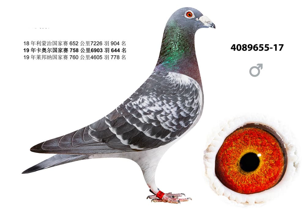 pigeon: undefined