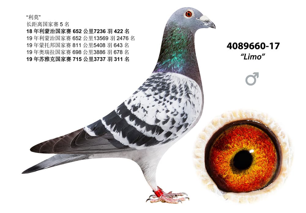 pigeon: undefined