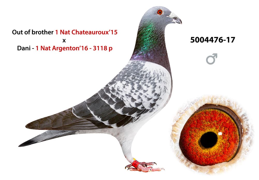 pigeon: undefined