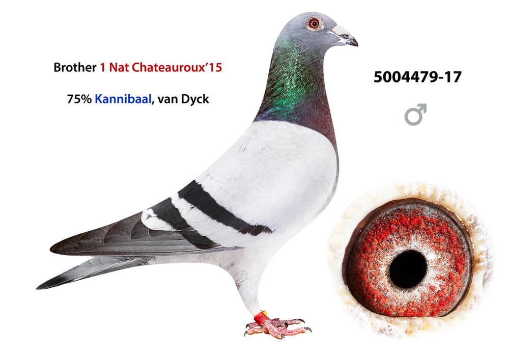 pigeon: undefined