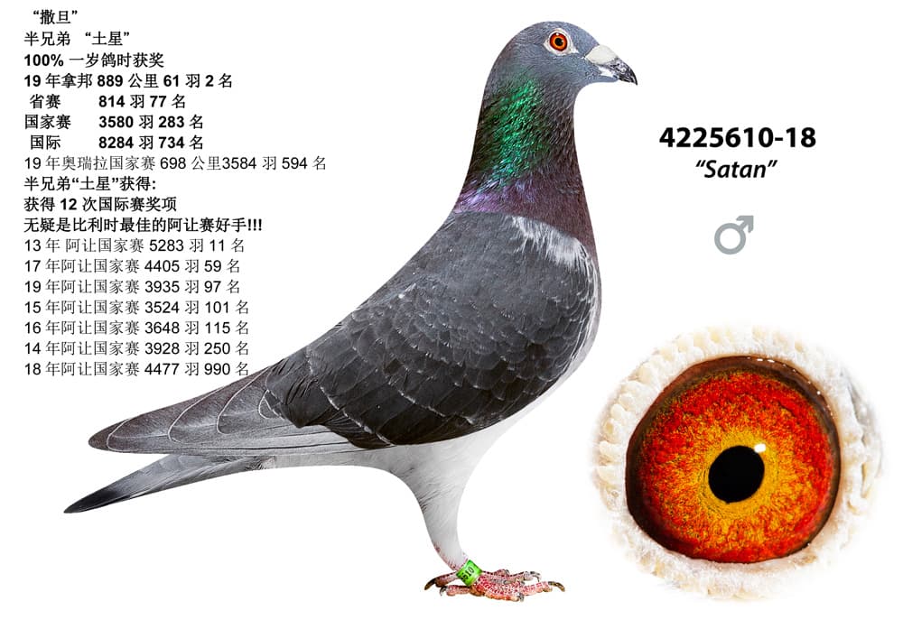 pigeon: undefined