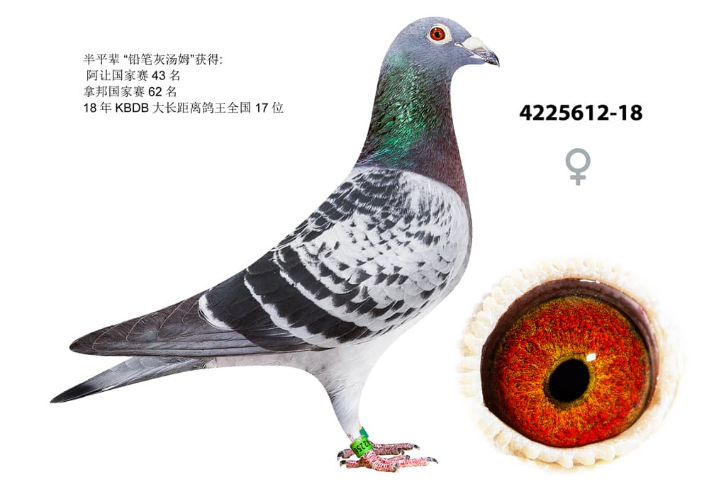 pigeon: undefined