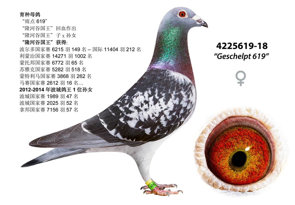 pigeon: undefined