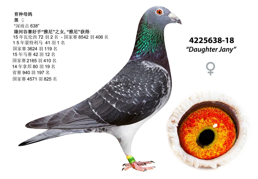 pigeon: undefined