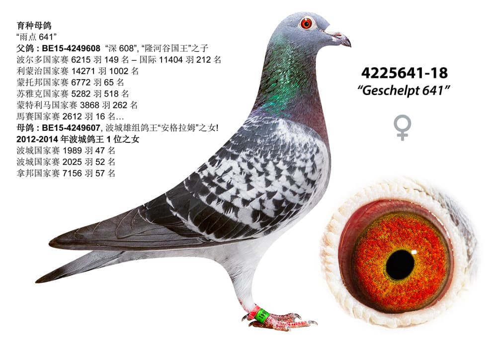 pigeon: undefined