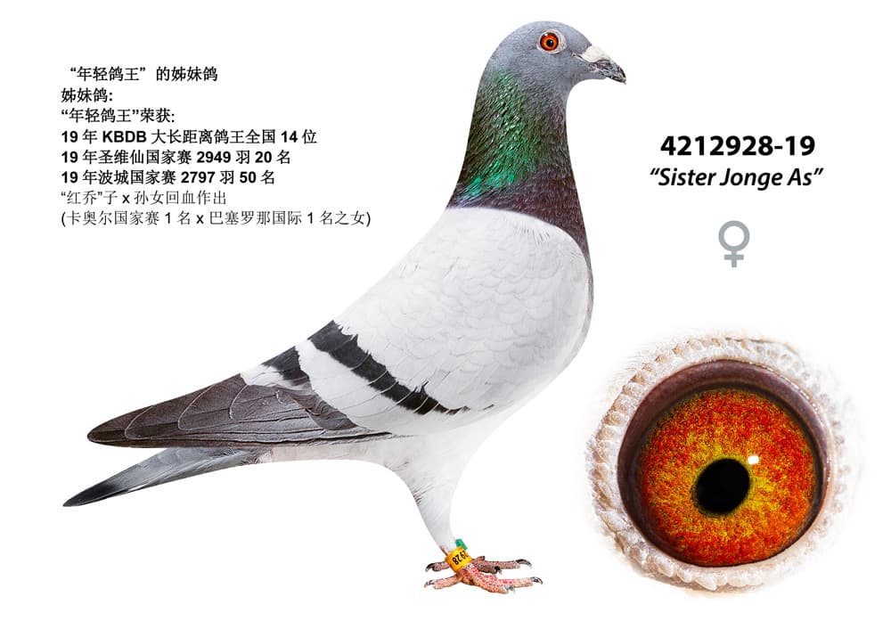 pigeon: undefined