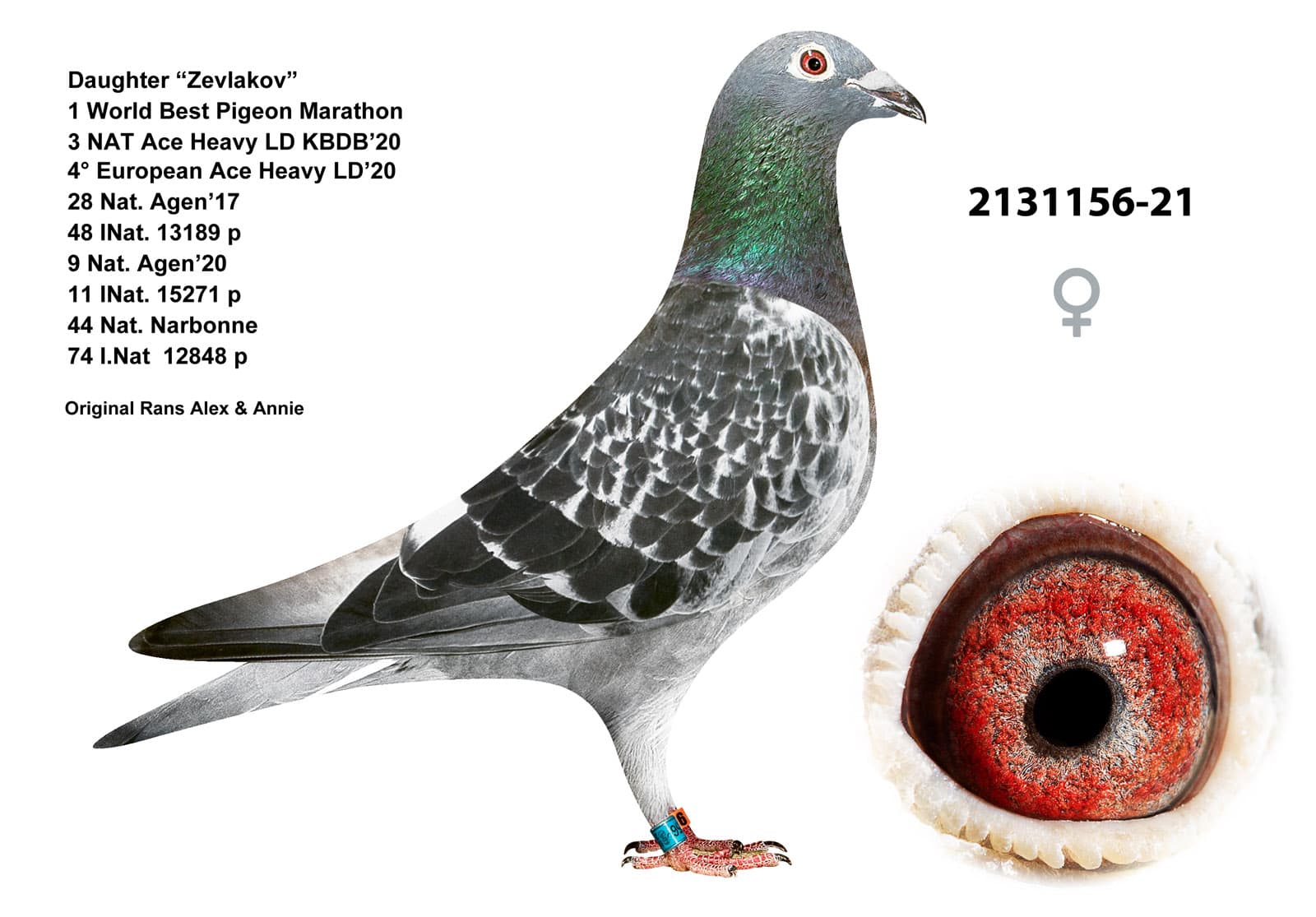 pigeon: undefined